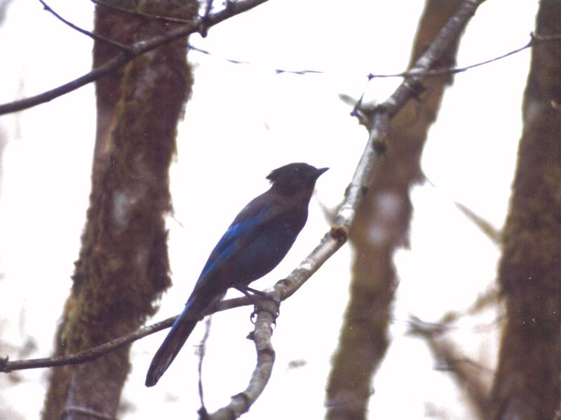 New -- Steller's Jay (Cyanocitta stelleri); DISPLAY FULL IMAGE.