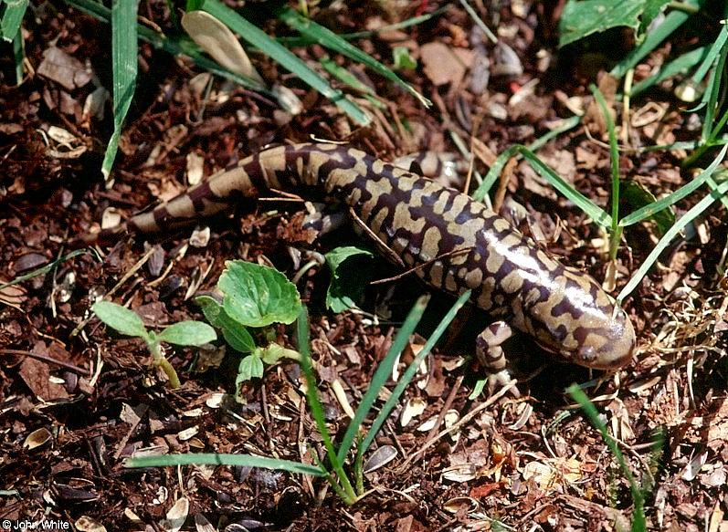 Tiger Salamanders (see index)  [09/19] - Tiger Salamander (Ambystoma  tigrinum)408.jpg (1/1); DISPLAY FULL IMAGE.