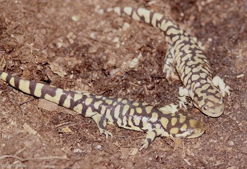 Tiger Salamanders (see index)  [14/19] - Tiger Salamander (Ambystoma  tigrinum)413.jpg (1/1); DISPLAY FULL IMAGE.