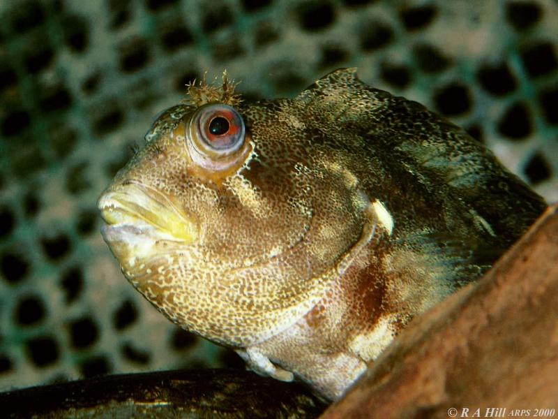 Tompot Blenny (Parablennius gattorugine); DISPLAY FULL IMAGE.