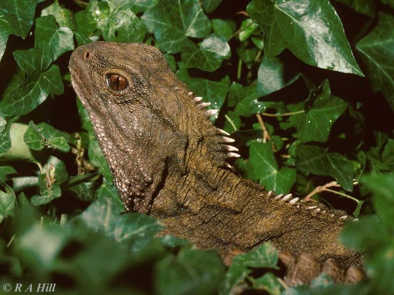 Tuatara; DISPLAY FULL IMAGE.