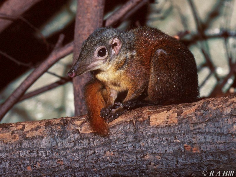 Terrestrial Tree Shrew; DISPLAY FULL IMAGE.