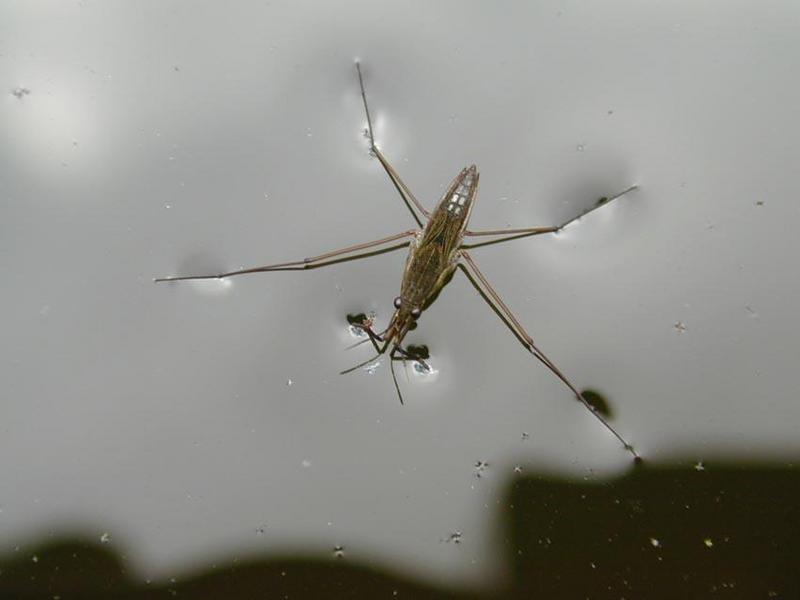 Waterwalking; DISPLAY FULL IMAGE.