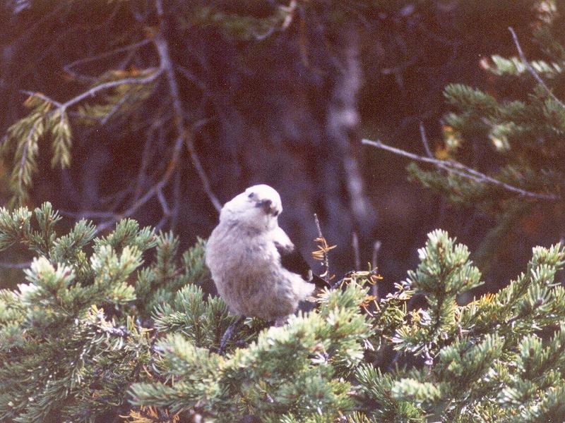 Clark's Nutcracker (Nucifraga columbiana); DISPLAY FULL IMAGE.