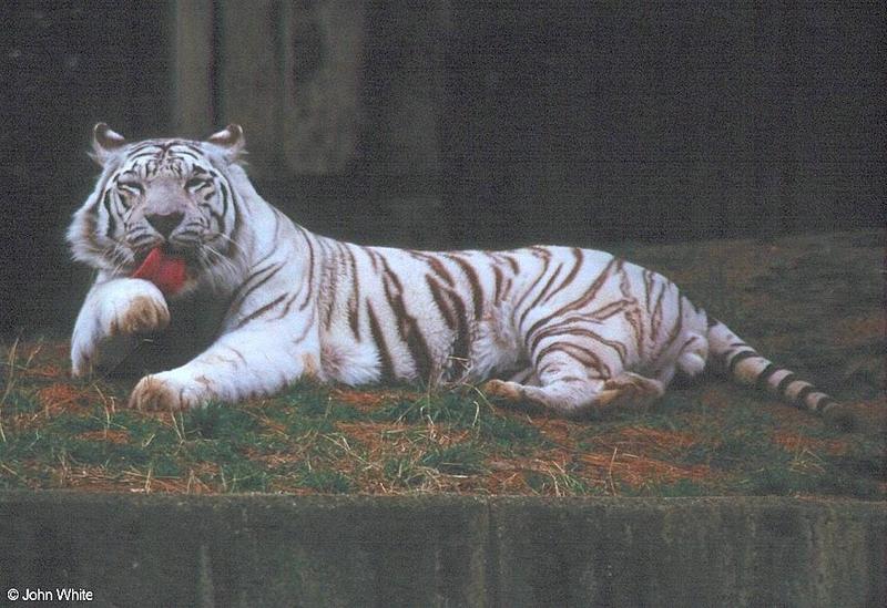 White Tiger 5; DISPLAY FULL IMAGE.