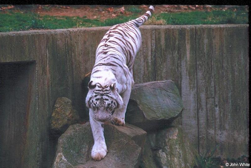 White Tiger 14; DISPLAY FULL IMAGE.