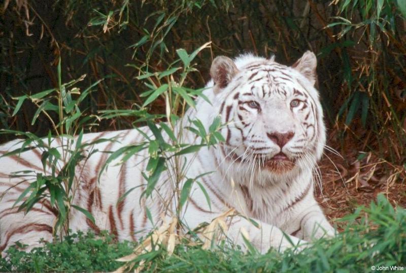 White Tiger (201); DISPLAY FULL IMAGE.