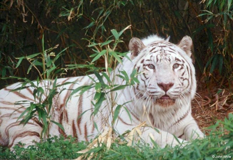 White Tiger (202); DISPLAY FULL IMAGE.