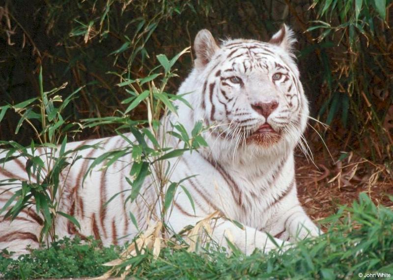 White Tiger (205); DISPLAY FULL IMAGE.