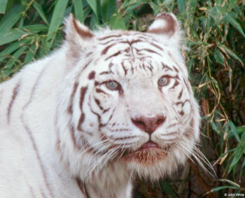 White Tiger (207); DISPLAY FULL IMAGE.