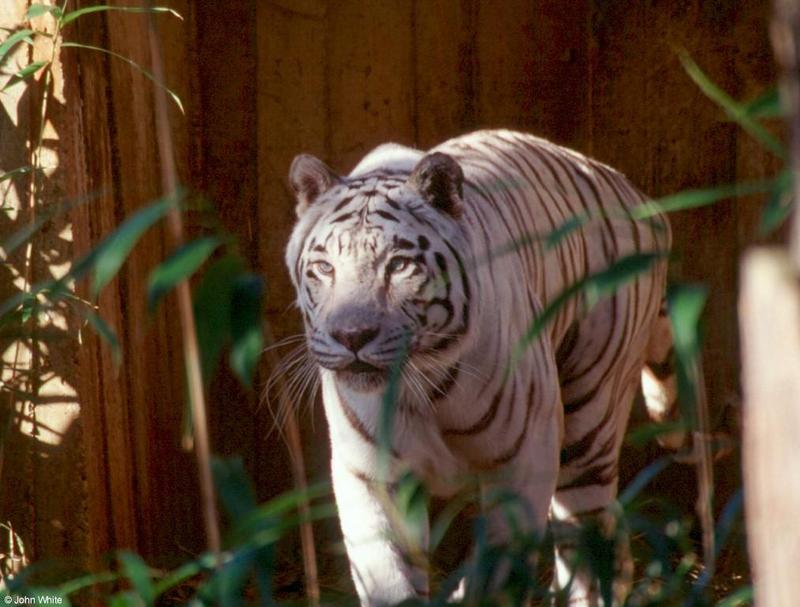 White Tiger 1; DISPLAY FULL IMAGE.
