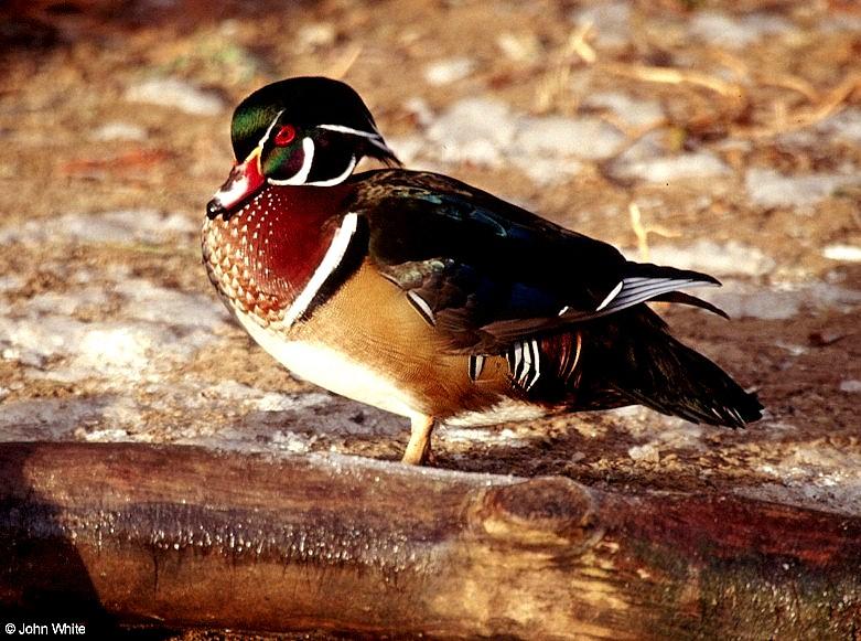 Wood Duck (Aix sponsa) male 1; DISPLAY FULL IMAGE.
