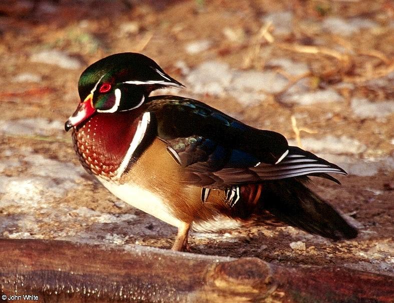 Wood Duck (Aix sponsa) male 2; DISPLAY FULL IMAGE.