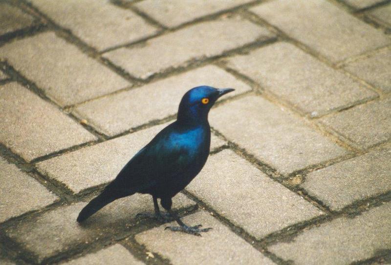 Bird2 -- Glossy Starling; DISPLAY FULL IMAGE.