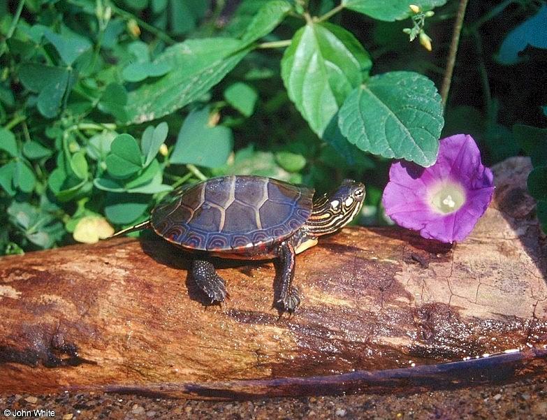 Eastern Painted Turtle 1; DISPLAY FULL IMAGE.