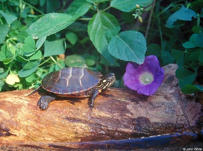 Eastern Painted Turtle 2; DISPLAY FULL IMAGE.