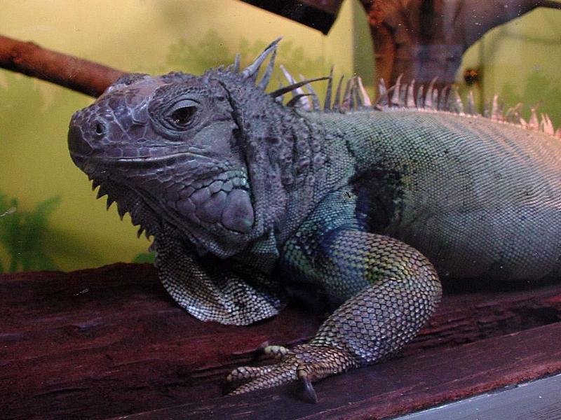 Iguana  125k; DISPLAY FULL IMAGE.