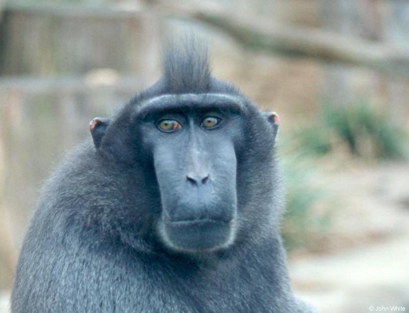 Monkey #2 - Celebes Crested Macaque (Macaca nigra) {!--검둥원숭이-->; DISPLAY FULL IMAGE.
