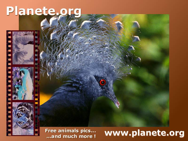 Planete.org; DISPLAY FULL IMAGE.