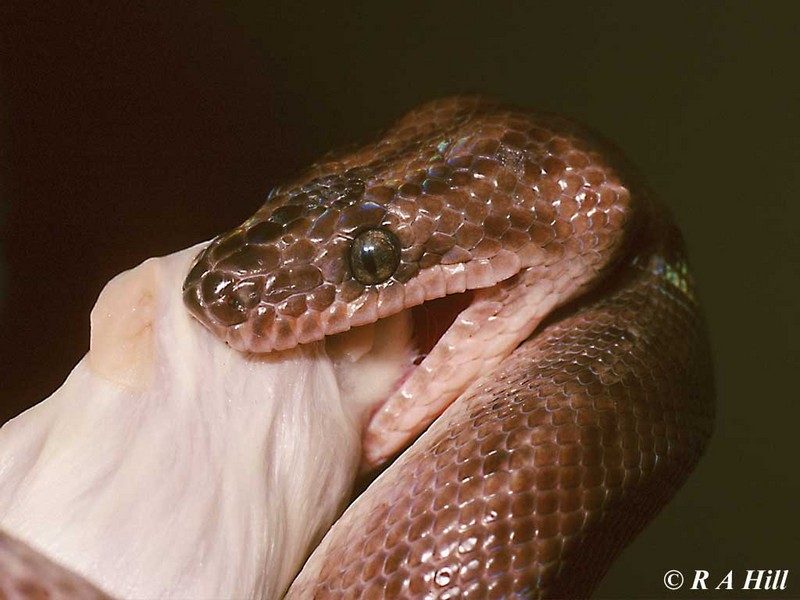 Rainbow Boa; DISPLAY FULL IMAGE.