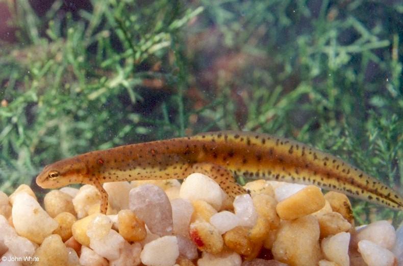 Underwater photo of a Red-spotted newt (Notophthalmus viridescens viridescens)2; DISPLAY FULL IMAGE.