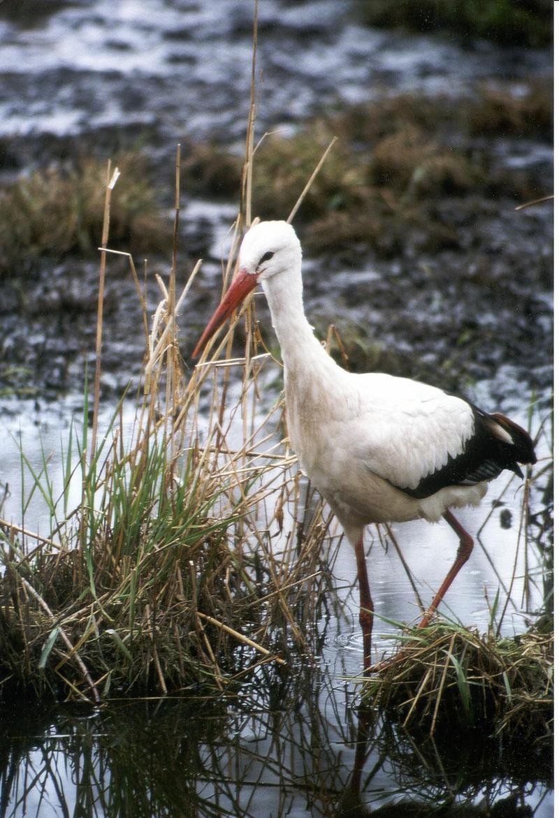 Stork; DISPLAY FULL IMAGE.