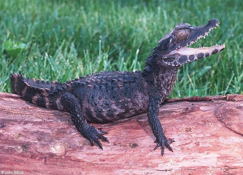 Schneider's Dwarf Caiman (Paleosuchus Trigonatus); DISPLAY FULL IMAGE.