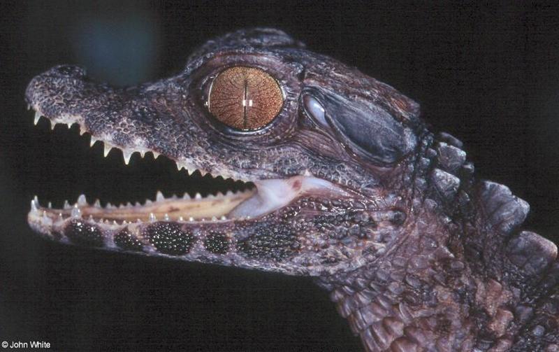 Schneider's Dwarf Caiman (Paleosuchus trigonatus) 7; DISPLAY FULL IMAGE.